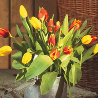 Tulips for my friend ILikeYou