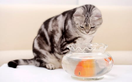 I am just looking.... - nice, cat, aquarium, goldfish, grey tiger