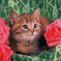 precious kitty