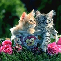 sweet kittens