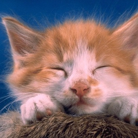 sleeping kitty