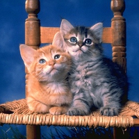 really cute kitties