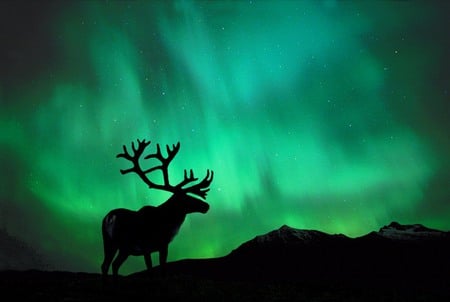 Reindeer - nature, sky, reindeer, animal, aurora, artic