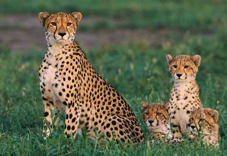 Cheetah - wildlife, cub, cat, wild, family, animal, cheetah, grass