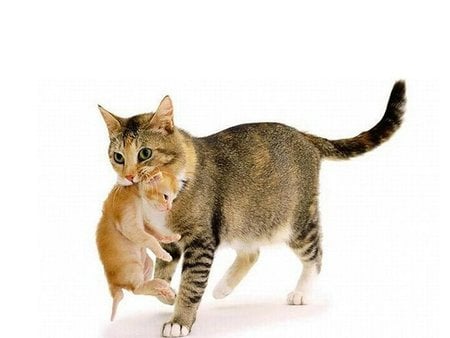 Mom and cub * Sweet mother love * - cub, love, sweet, family, cat, mom, animal, kitten, mother