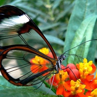 BUTTERFLY WINGS