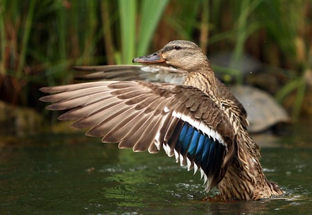 Conductor - duck, water, wings, ducks, animals