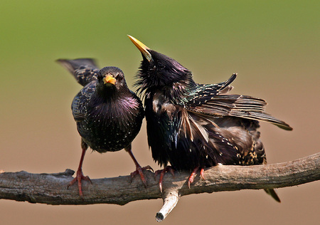 Courting - nature, closeup, animals, bird, birds