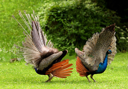 Dance-competition - trees, birds, peacock, nature, grass, colors, dance, animals