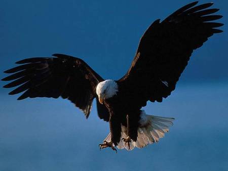 Great Eagle - nature, eagle, wild, animals, birds