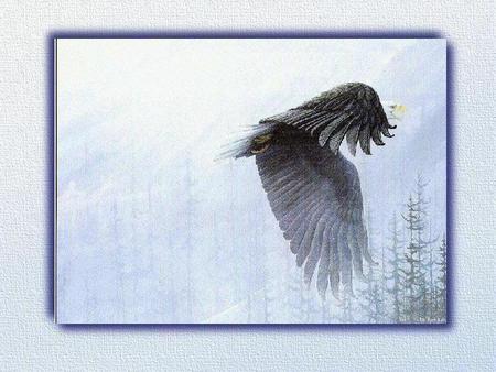 Flying Eagle - nature, eagle, wild, bird, flicht