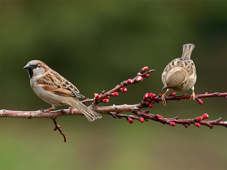 What-a-guy - bird, birds, nature, wings, animals