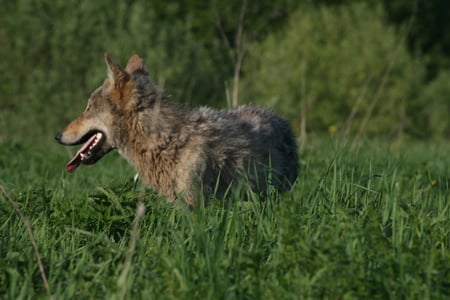 Belarus Wolf - belarus, nature, dogs, wolf, animals