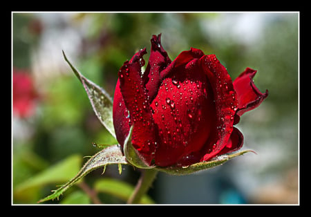 Valentine Rose for My Dn Friends - raindrops, beautiful, red, valentine, friends, garden rose