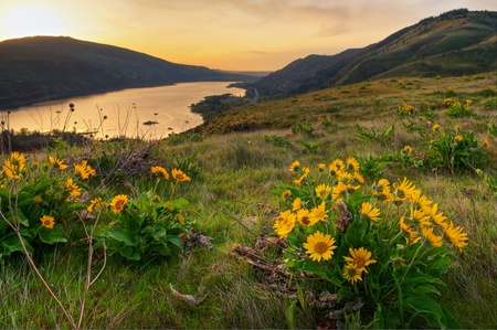 Landscape - flower, cool, water, landscape, beautiful, flowers, grass, lake, sky, nice, river, photography, sunset, nature, mountain