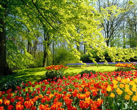 Spring in the park - sunlight, trees, yellow, spring, grass, flowers, tulips, red, green