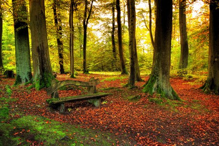 Autumn-HDR - nice, season, autumn, trees, peaceful, photography, bench, calm, cool, walk, hdr, grass, relax, nature, forest, beautiful, leaves