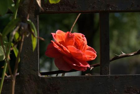 A rose in  cage - rose, cage, nature, red