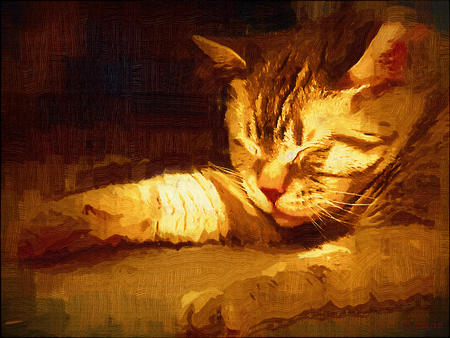 Sleeping Bombkat - corel, digital, cats, photoshop, animals