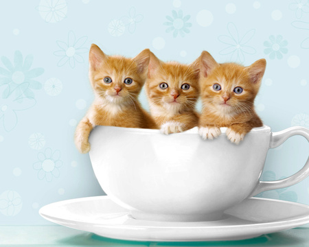 cute kittens - pets, coffee, ginger, in cup, three, kittens, picture, loveable, cute, adorable, cup