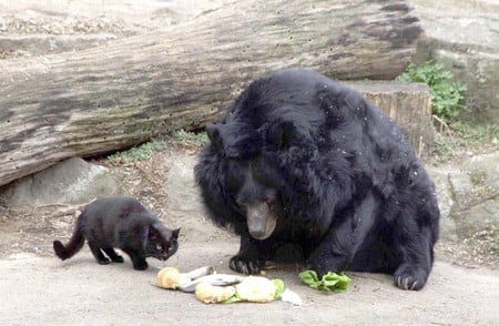 thief - bear, black, thief, cat