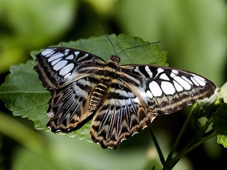 butterflies in the forest - nature, trees, animals, grass, butterflies