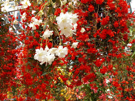 red&white flowers - flowers, nature, greene, plants, grass, wall