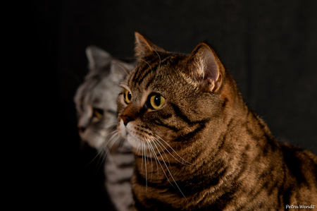 couple - grey tiger, brown tiger, lovely, 2 cats, couple, closeup