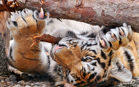 Paws 'n Claws - paws, tiger, cat, fur, animal, feline, whiskers, claws, stripes