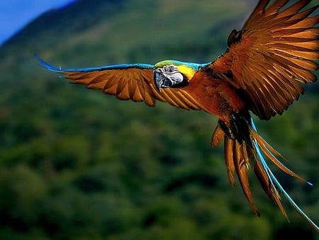 colorful macaw - bird, birds, macaw, colors, parrot, nature, fly, wings, animals