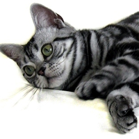 Silver Tiger Tabby