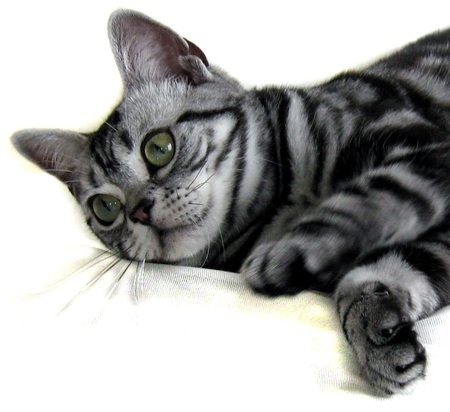 Silver Tiger Tabby