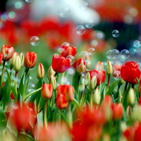 Field Of Tulips