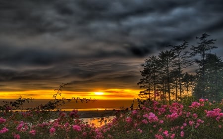 Sunset - pretty, pink, beauty, beautiful, flowers, peaceful, sky, clouds, view, lovely, trees, sunset, nature, colors, colorful