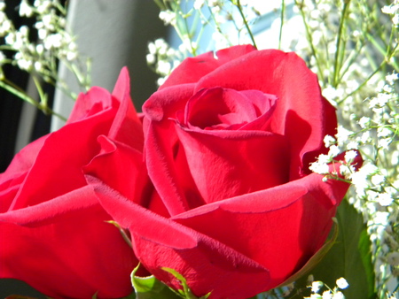 Roses - nature, flowers, roses, red