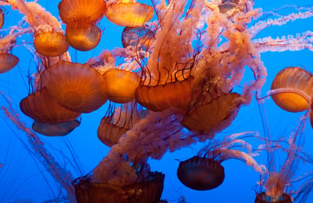 Rush hour - water, blue, beautiful, aquarium, beauty, ocean, orange, popular, colorful, jellyfish, underwater, animals