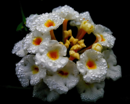 White Lantanas-for ILikeYou - pure, flowers, lantanas, dew, water, ilikeyou, beautiful, drops, friendship, beauty, lovely, sweet, bouquet, white, nature, gift, floral