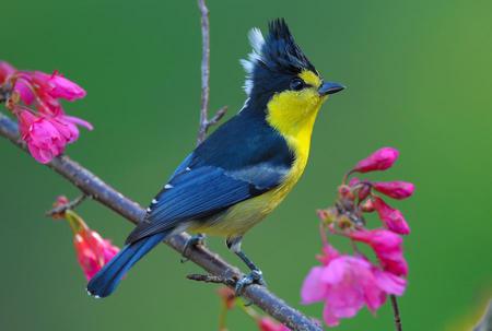 Taiwan tit - yellow and blue, bird, branch, crested feathers, spring, pink flowers