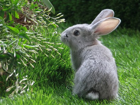 bunny in the grass - rabbit, cuddly, bunny, fur, grey, animal, nature, fuzzy, cute, wild