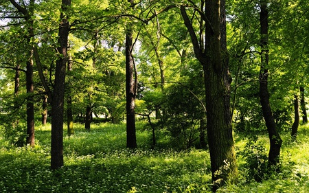 Beautiful Nature - beautiful, flowers, leaves, grass, forests, leaf, trees, nature, sunshine, green