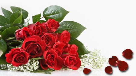 Red Roses and Babys Breath - babys breath, roses, flora, floral, red, valentines day, rose petals, flowers, firefox persona