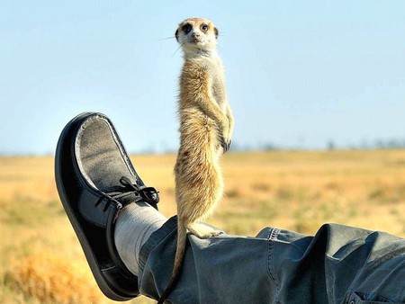 Leg-to-Stand - animal, on leg, picture, cute, cool