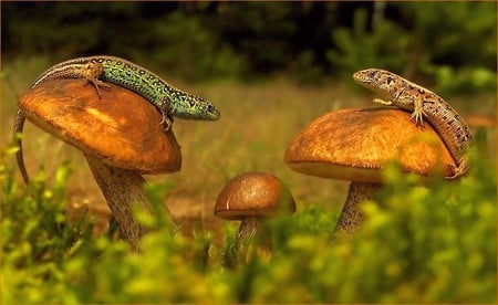 Chameleons - on mushrooms, picture, chameleons, beautiful