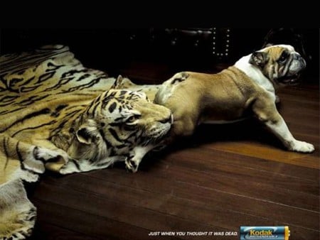 Creative-Advertisement - creative, advertisements, cool, picture