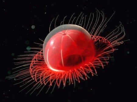 Jellyfish - jellyfish, picture, cool, red