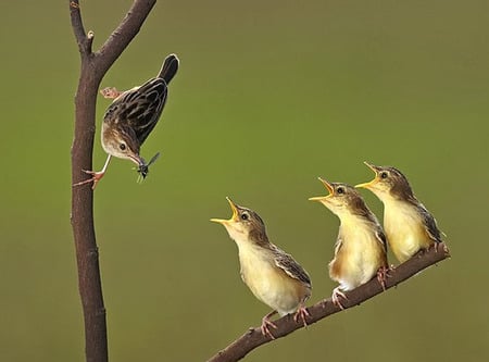 we are hungry - sweet, hungry, birds, wild