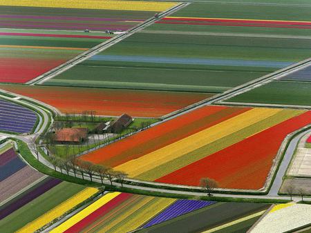 tulip fields - nature, fields, tulip, flowers