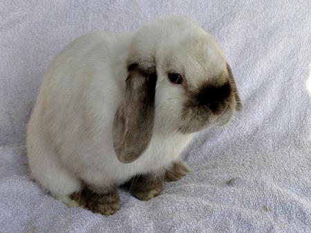 Sweet black eyes - animal, black, long, sweet, colour, eyes, white, rabbit, ears, bunny