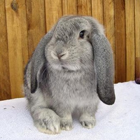 Grey and fluffy!