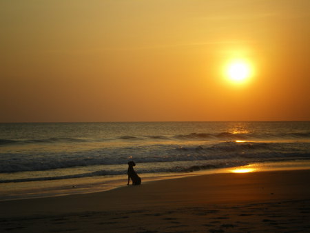 Watching The Sunset - beach, sunset, watching, dog